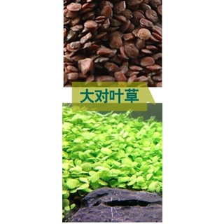 hạt giống nền thuỷ sinh