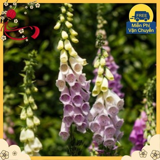 Hạt Giống Hoa Mao Địa Hoàng