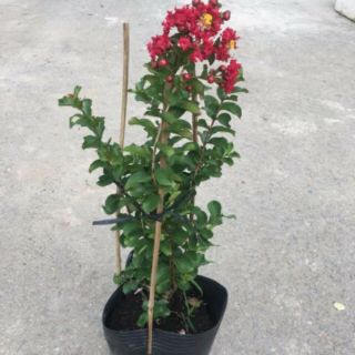 Tường Vi ... đỏ đậm