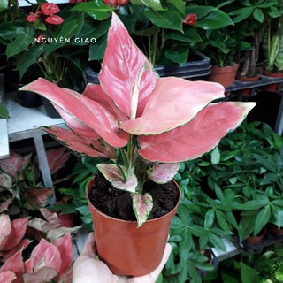 Cây Vạn Lộc Đỏ,Cây để bàn  ( Sỉ Lẻ )