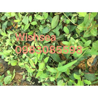 cây sim ăn quả (combo 2 cây)