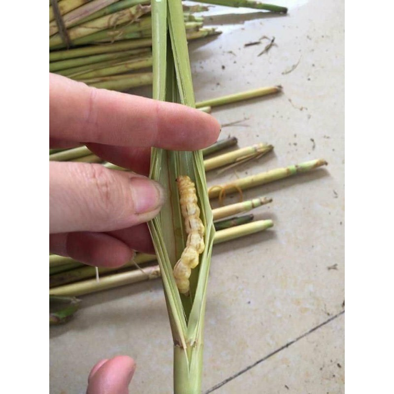 100 cây sâu chít tươi - HÀNG ĐẢM BẢO CHẤT LƯỢNG 100% - DƯỢC LIỆU HÀ HOÀNG