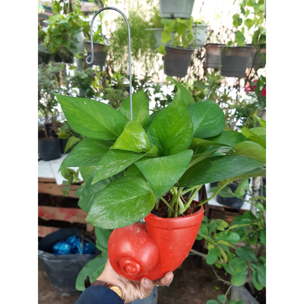 trầu bà ốc
