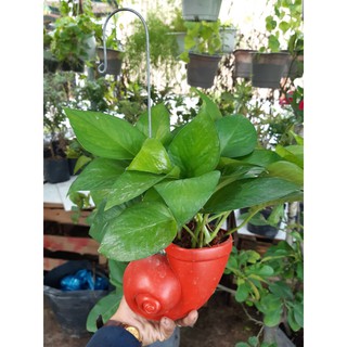 trầu bà ốc