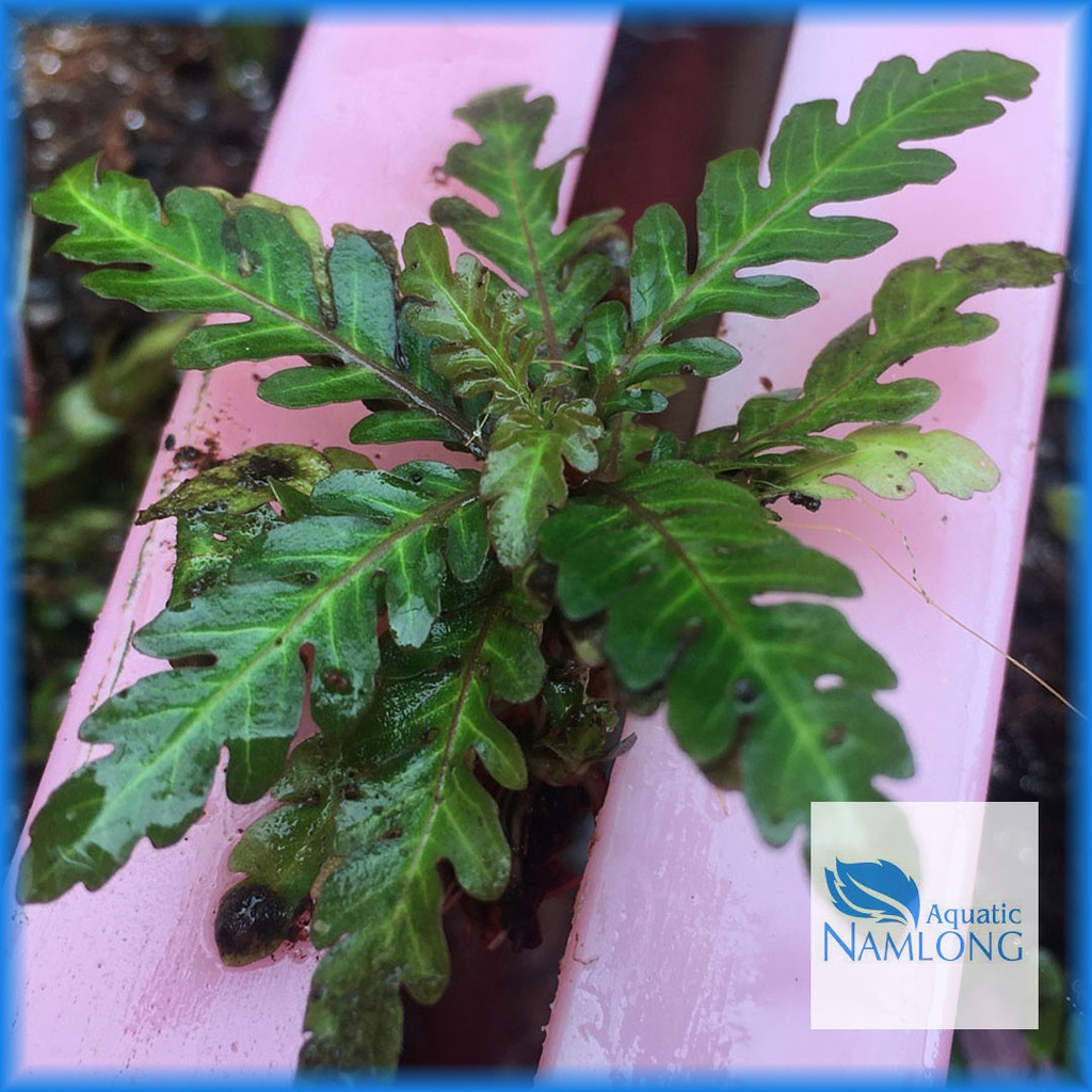 Liễu răng cưa  - Liễu ấn độ - Cây thủy sinh trung cảnh