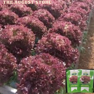 Hạt giống rau xà lách xoăn tím lollo rosa 2gr