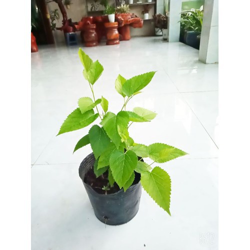 Caykiengsadec - Cây Dâu Tằm - Cây cảnh sân vườn