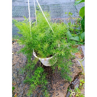 Thiên môn đông size trung giá 120k