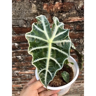 cây môn cảnh alocasia polly môn quan âm