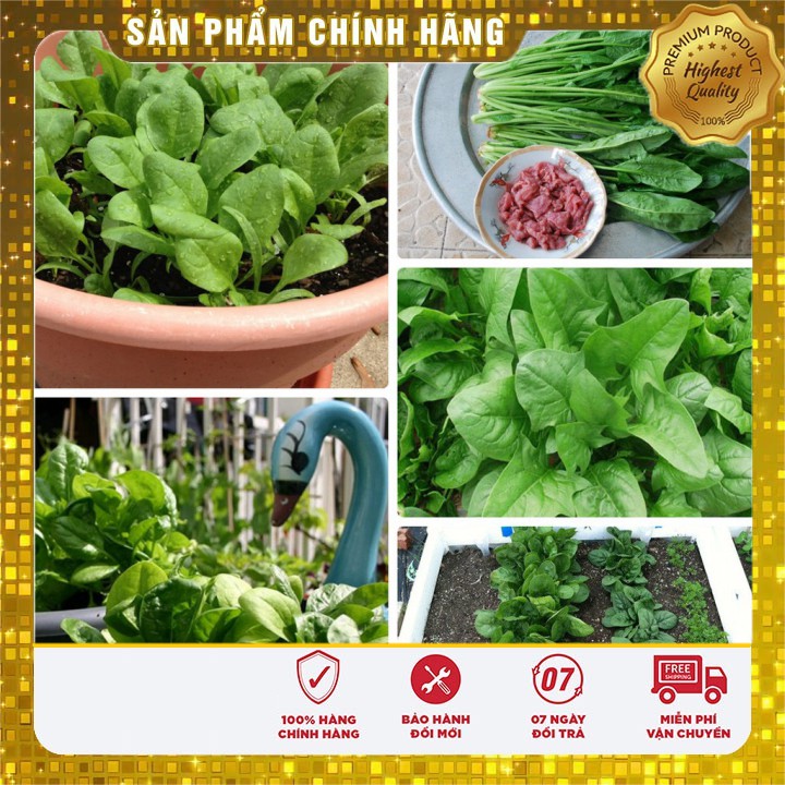 sét 02 gói rau bina tặng kèm phân bón