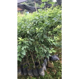 Cây giống mận hậu