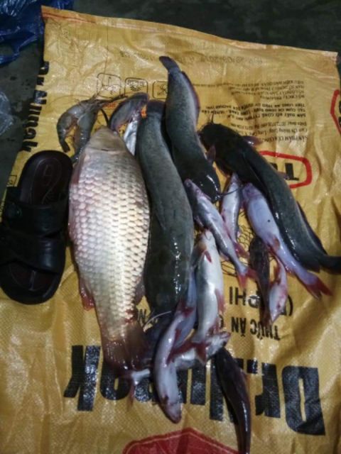 Cám chuyên câu cá tra,... cám thái nhập khẩu từ thái lan.