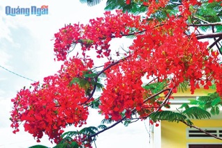 Cây hoa Phượng màu đỏ