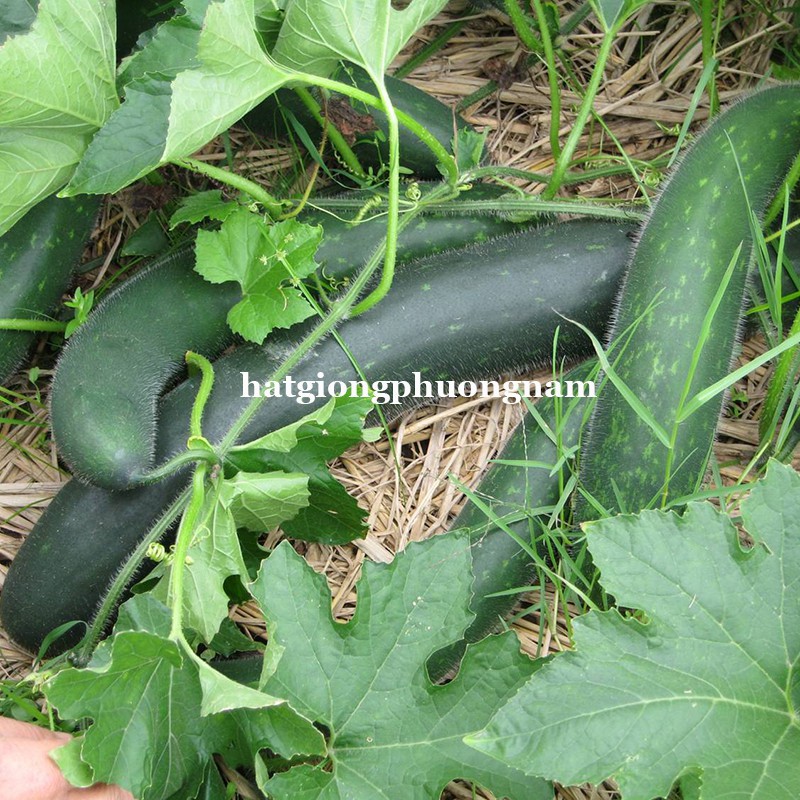 HẠT GIỐNG BÍ XANH TRÁI DÀI(BÍ SẶT)