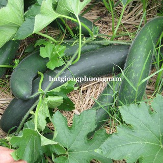 HẠT GIỐNG BÍ XANH TRÁI DÀI(BÍ SẶT)