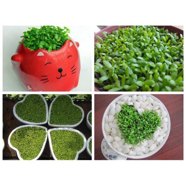 [GIÁ GỐC] Hạt Giống Cỏ May Mắn - 1 gram