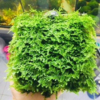 RÊU MINITAIWAN MOSS VĨ 10.10CM