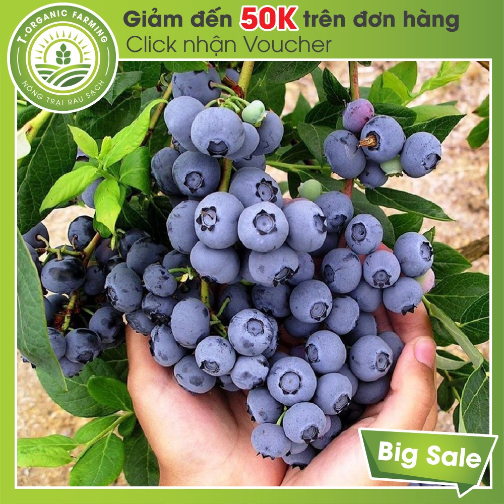 Túi 30 Hạt Giống Quả Việt Quất Blueberry