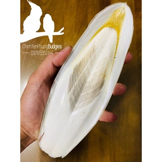 1 cái nan mực • mai mực bổ sung canxi cho chim cảnh, rùa, sóc...