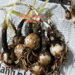 1 củ huệ mưa hồng (zodiac suprise) (hình củ 5,6,7,8)