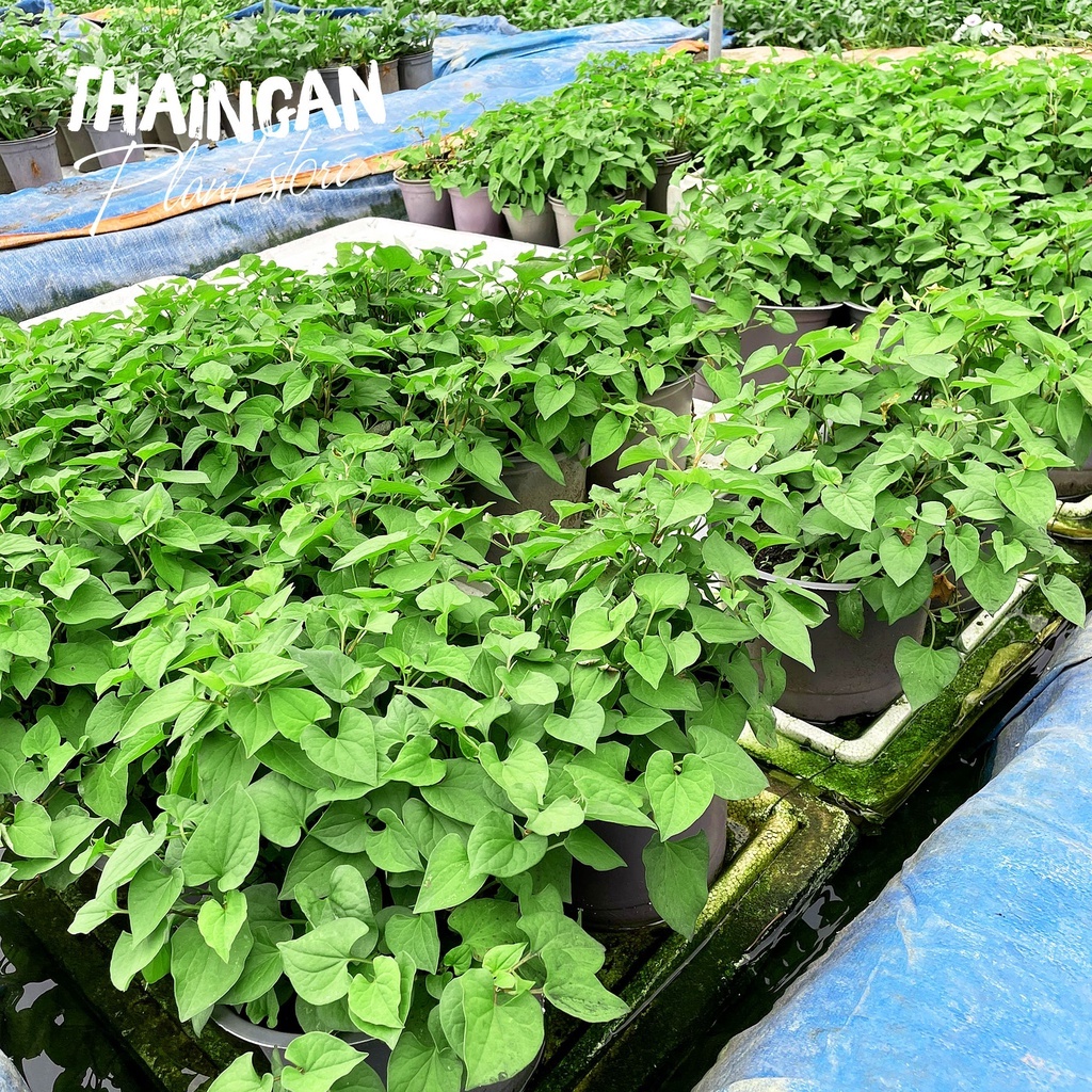 Cây Giống Diếp Cá / Giấp Cá, Rau Sạch Vườn Trồng  - Vườn Ươm Thái Ngân
