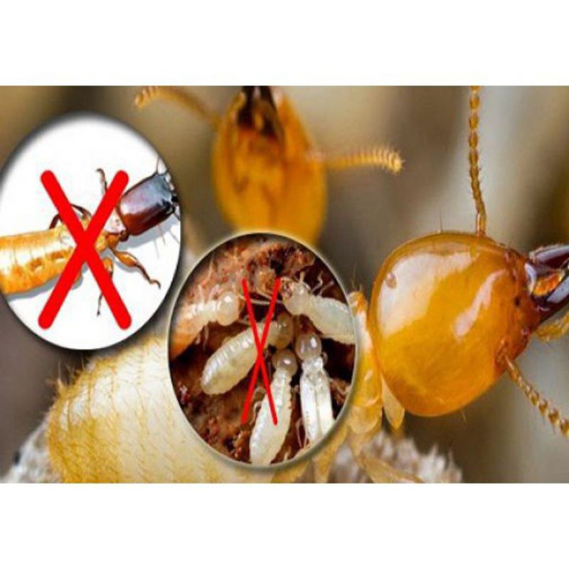 THUỐC DIỆT TRỪ MỐI NHANH SẠCH