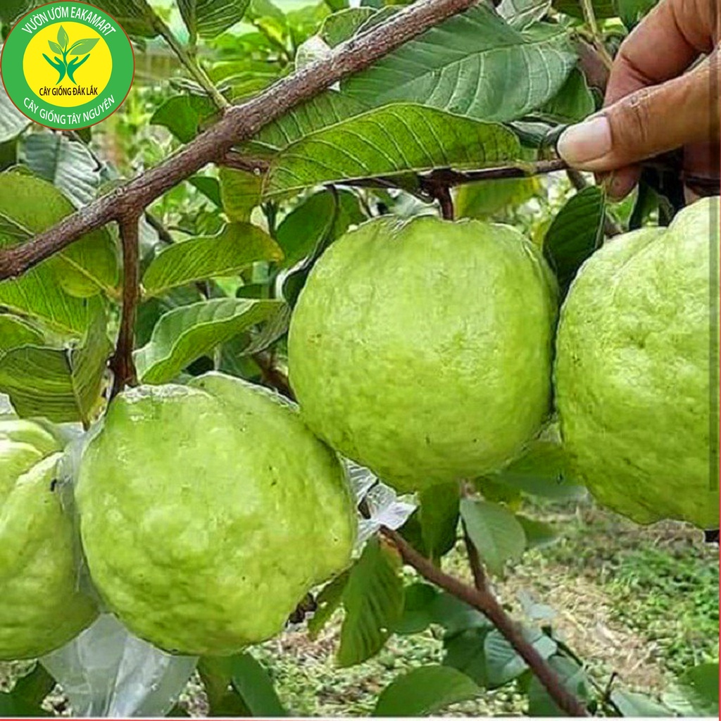 Giống Ổi Nữ Hoàng