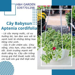 BABY SUN - Cây cảnh trang trí DECOR nhà cửa/ treo ban công, sân thượng nhiều nắng (có hoa)