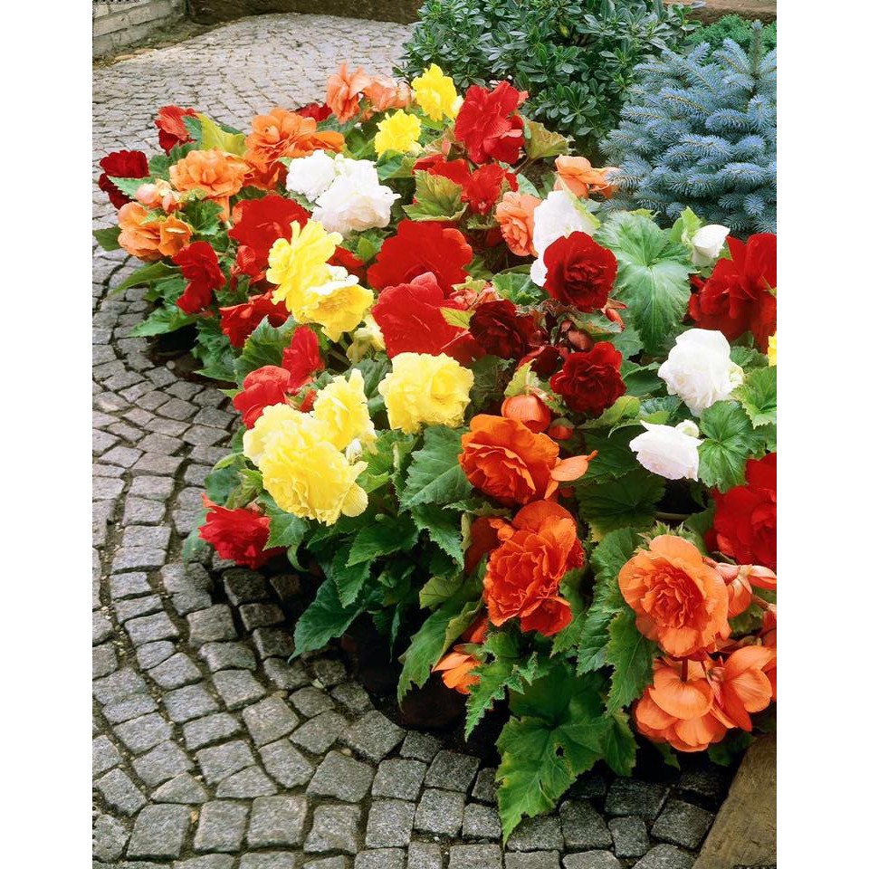 Hạt giống hoa thu hải đường kép mix màu - 1 gói 5 hạt