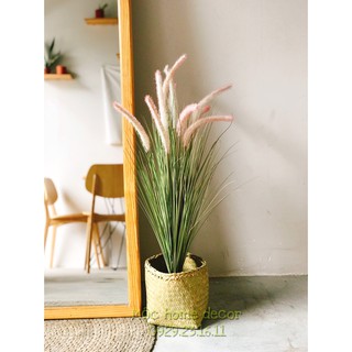 Giỏ cói trồng cây
