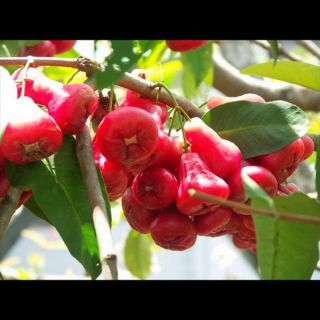 Cây giống roi đỏ thái ra quả sau 1 năm