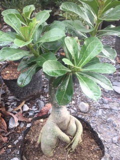 Hoa sứ An Lạc