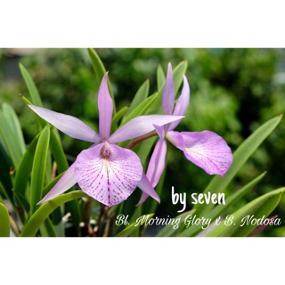 Hoa lan nhỏ thơm đêm kinh khủng màu hồng