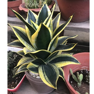 Cây lưỡi hổ -7 đến 10 tầng lá