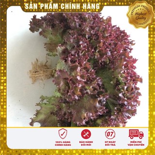 Hạt Giống Rau Xà Lách Xoăn Tím - 1gr