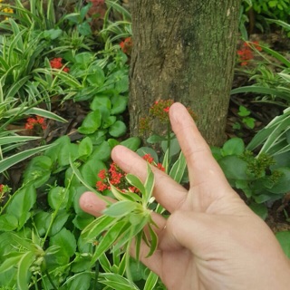 Combo 10 cây dây nhện / lan chi