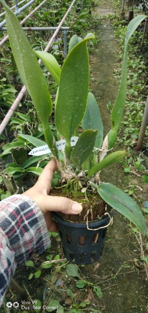 Cattleya hàng tem Pachara Fancy