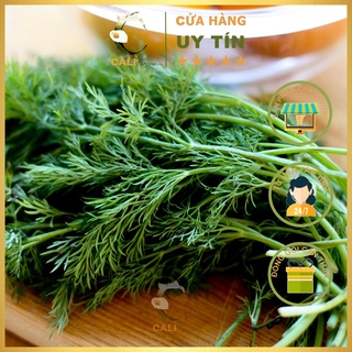 Hạt Giống Thì Là Rado 06 (5gr)