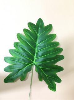 Lá nhựa chụp ảnh