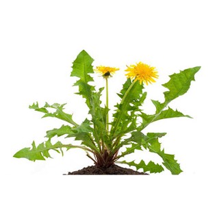 Bộ gói hạt giống Bồ công anh