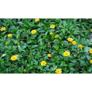 Lá sài đất tươi dùng tắm cho trẻ nhỏ(khô nhắn shop phơi)