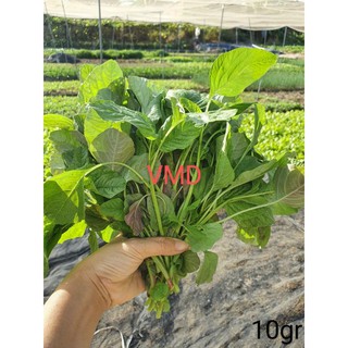 Hạt giống Rau Dền Cơm