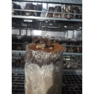 Meo Giống Nấm Mối Đen