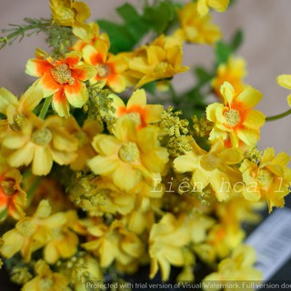 Hoa cúc nhiều màu .Shop bán thanh lý dọn kho