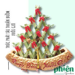 Chậu Trúc Phát TàI Thuận Buồm Xuôi gió, Cây phát tài trưng Tết