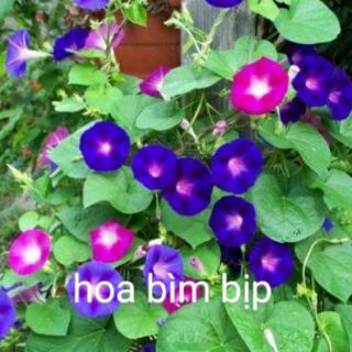 Hoa bìm bìm / Hạt giống dây leo Bìm Bìm