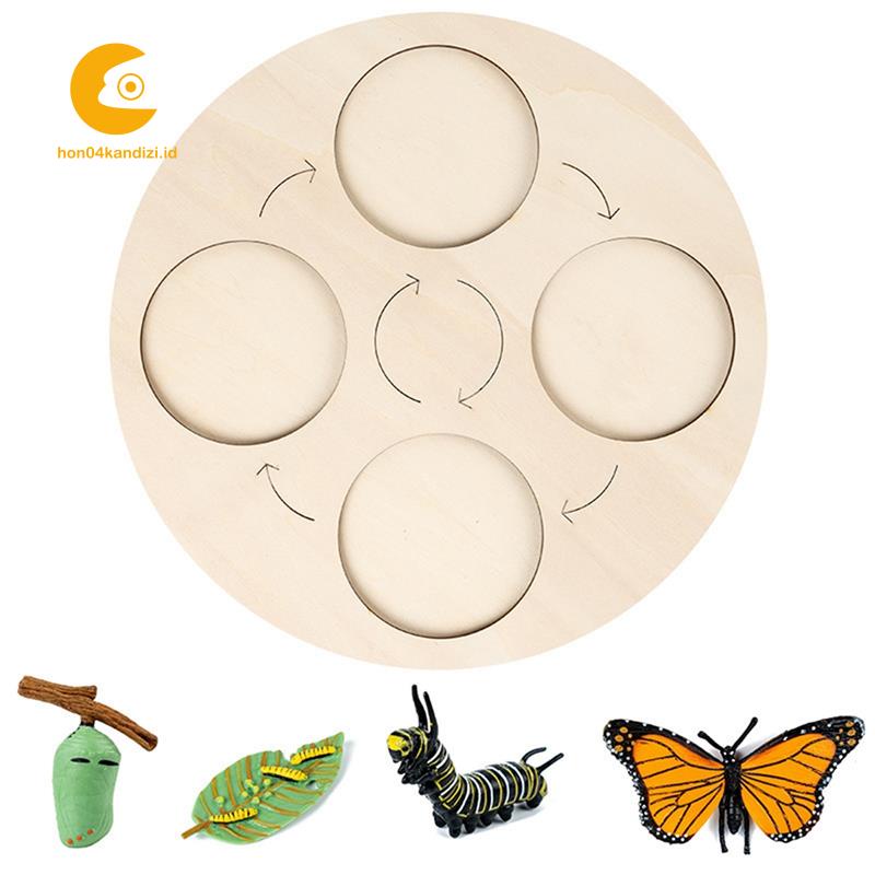 Mới Bảng Biểu Diễn Hình Vòng Đời Của Bươm Bướm Dành Cho Trẻ Em