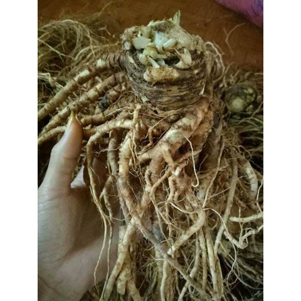 Sâm đương quy tươi 1kg