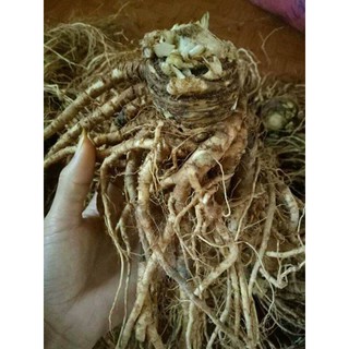 Sâm đương quy tươi 1kg