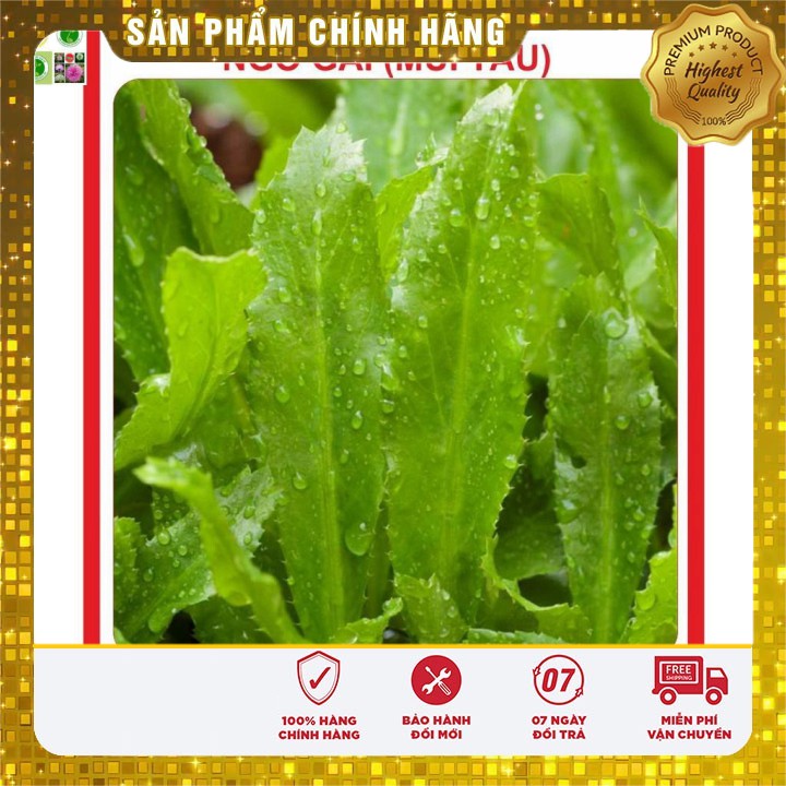 Hạt Giống Ngò Gai (Mùi tàu) 2gr [Bán Sỉ]